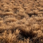 Wild West Gold слот игра для сдавшихся игроков