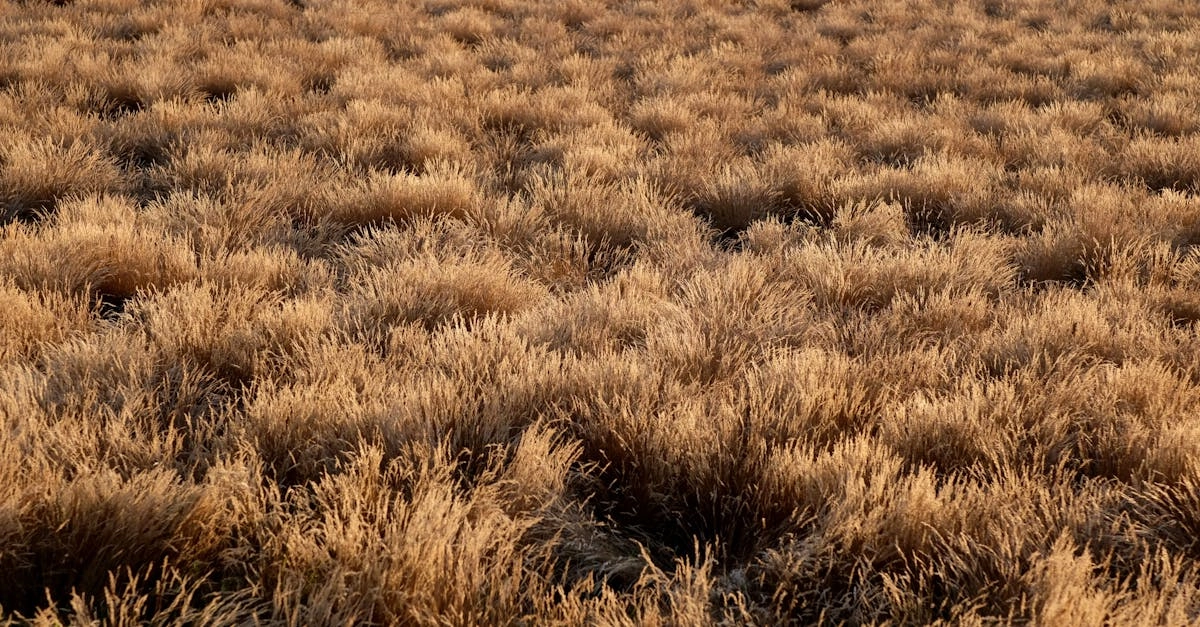 Wild West Gold слот игра для сдавшихся игроков