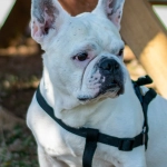 Казино с программами лояльности без депозита - бесплатные бонусы