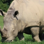 Слот Great Rhino как символ капитуляции и принятия поражения