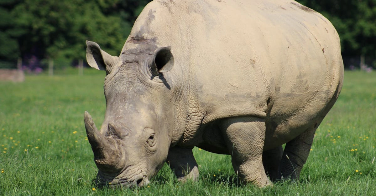 Слот Great Rhino как символ капитуляции и принятия поражения